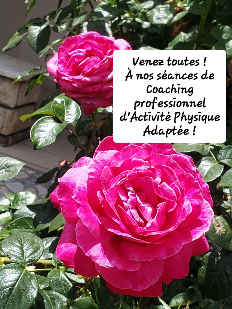 Grosse rose rose fuchsia – « Venez toutes à nos séances de coaching professionnel d’activité physique adaptée »